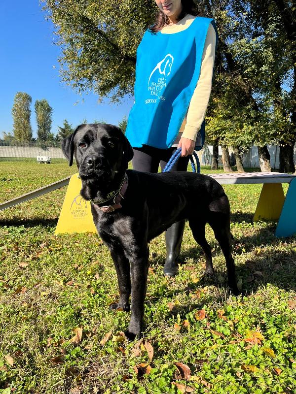 CARBONELLA CANE CORSO Foto 5